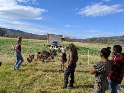 Capay Valley Farm Visit
